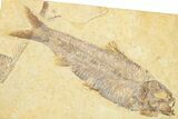Detailed Fossil Fish (Knightia) - Wyoming #329569-1